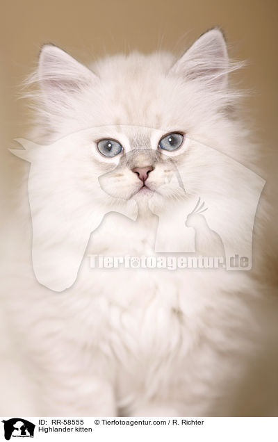 Highlander kitten / RR-58555