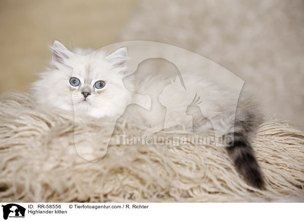 Highlander kitten / RR-58556