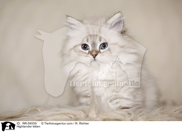 Highlander kitten / RR-58559