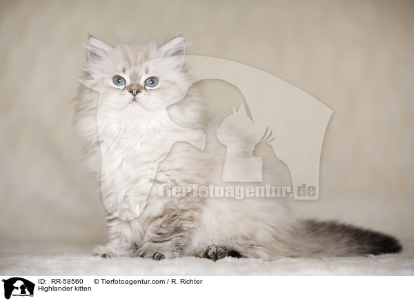 Highlander kitten / RR-58560
