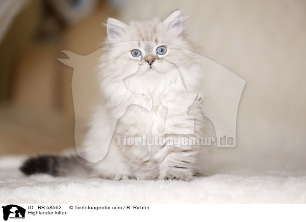 Highlander Ktzchen / Highlander kitten / RR-58562