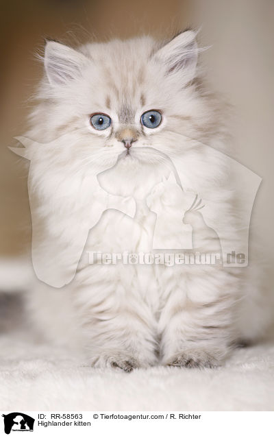 Highlander Ktzchen / Highlander kitten / RR-58563
