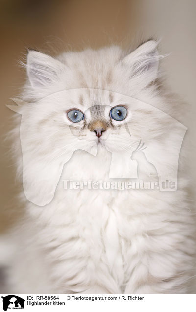 Highlander Ktzchen / Highlander kitten / RR-58564