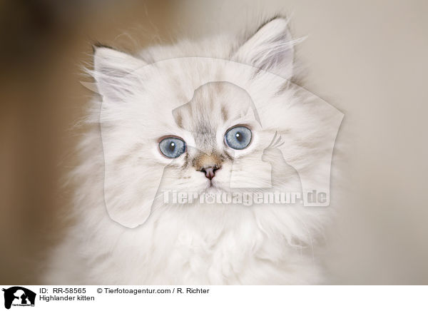 Highlander Ktzchen / Highlander kitten / RR-58565