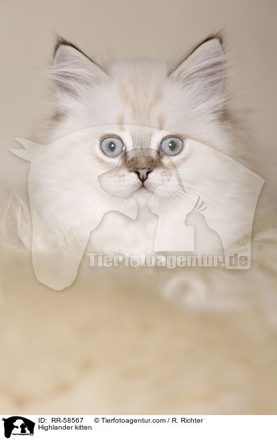 Highlander Ktzchen / Highlander kitten / RR-58567