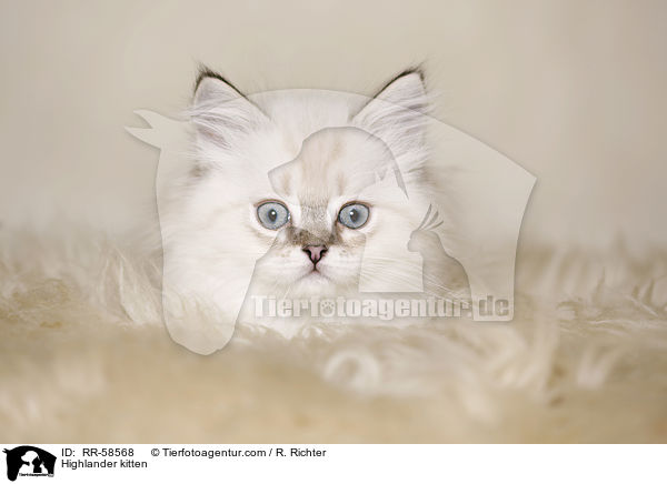 Highlander kitten / RR-58568
