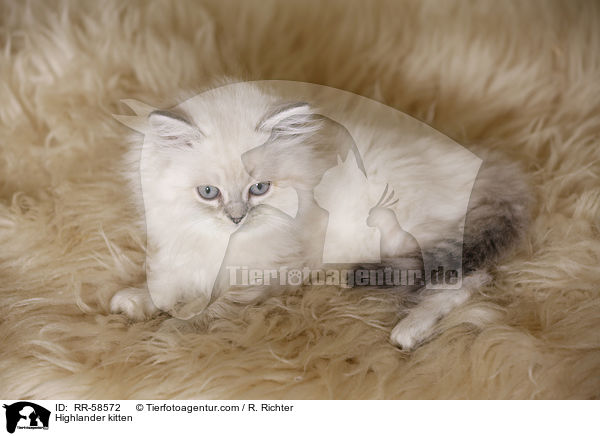 Highlander kitten / RR-58572