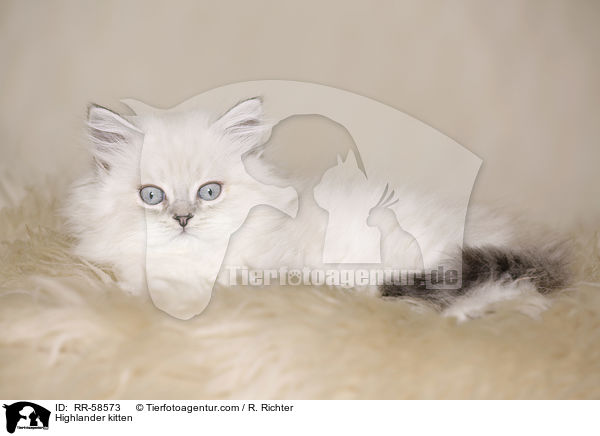 Highlander kitten / RR-58573