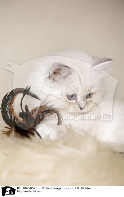 Highlander kitten / RR-58575