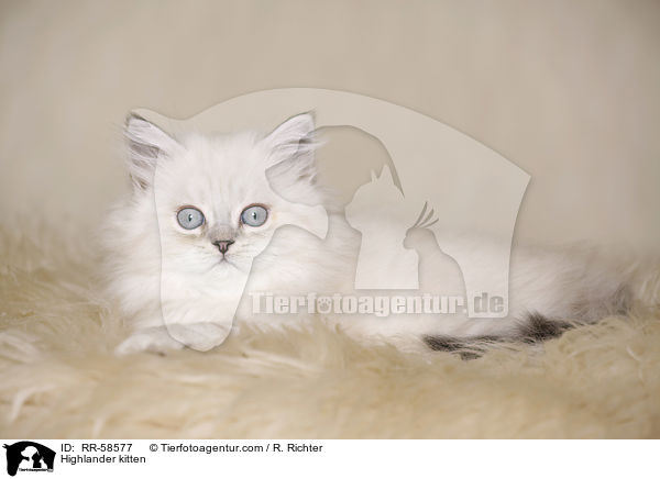 Highlander kitten / RR-58577
