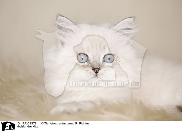 Highlander kitten / RR-58578