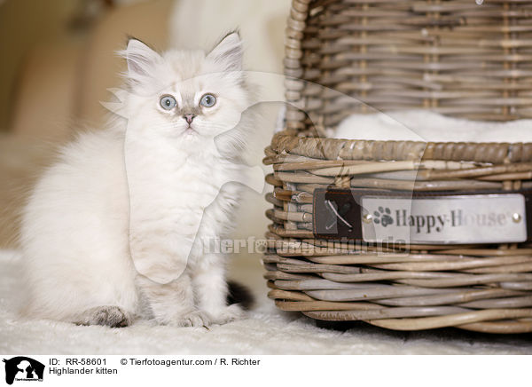 Highlander kitten / RR-58601