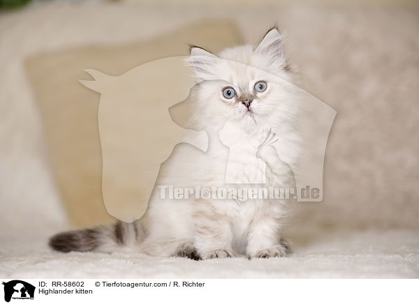 Highlander kitten / RR-58602
