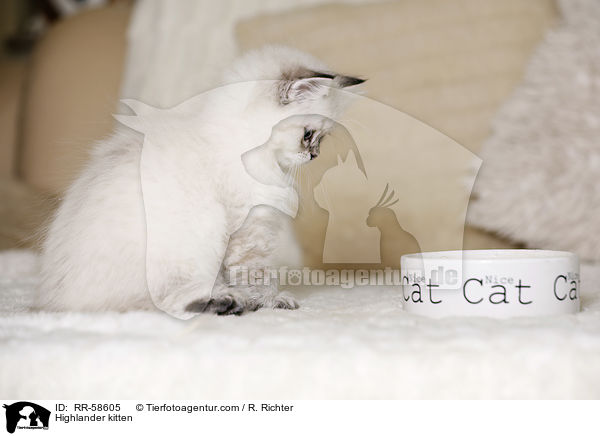 Highlander kitten / RR-58605