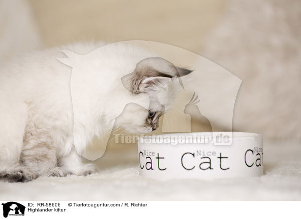 Highlander kitten / RR-58606