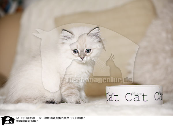 Highlander kitten / RR-58608