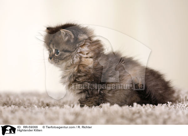 Highlander Kitten / RR-59066