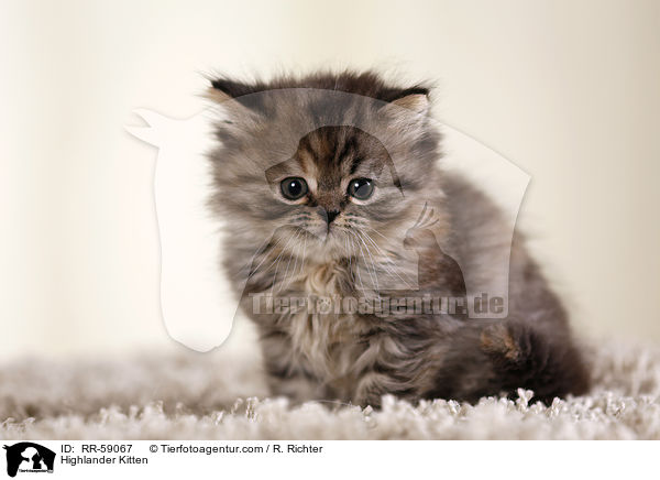 Highlander Kitten / RR-59067