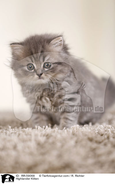 Highlander Kitten / RR-59068