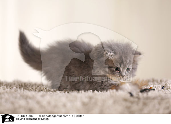 playing Highlander Kitten / RR-59069