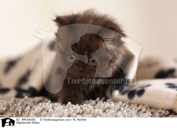 Highlander Kitten / RR-59083
