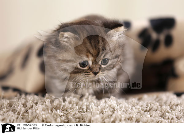 Highlander Kitten / RR-59085