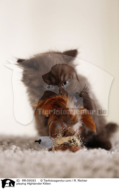 playing Highlander Kitten / RR-59093