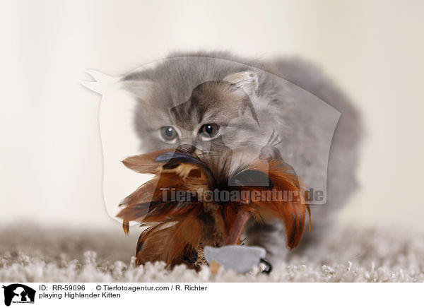 playing Highlander Kitten / RR-59096