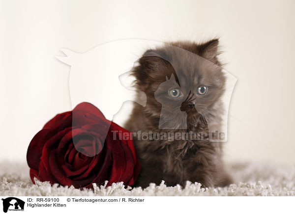 Highlander Kitten / RR-59100