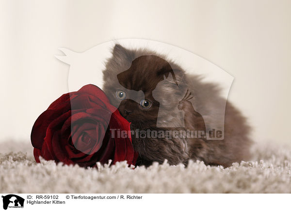 Highlander Kitten / RR-59102
