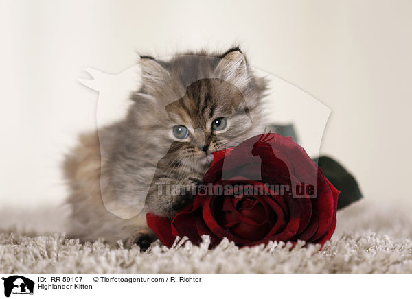 Highlander Kitten / RR-59107