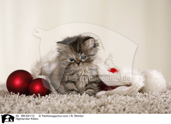 Highlander Kitten / RR-59110