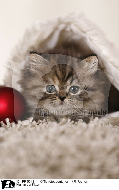 Highlander Kitten / RR-59111