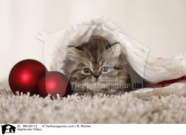 Highlander Kitten / RR-59112