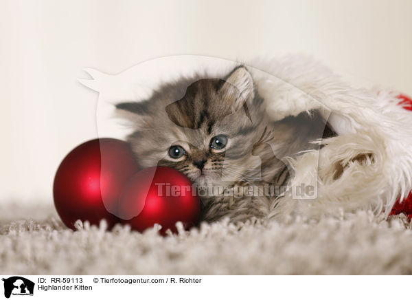 Highlander Kitten / RR-59113