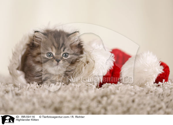 Highlander Kitten / RR-59116