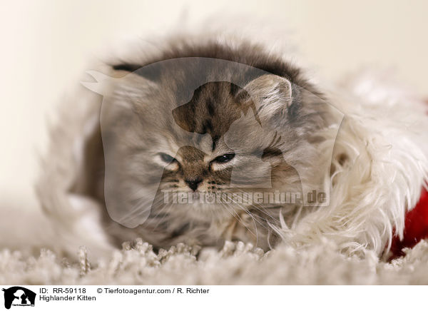 Highlander Kitten / RR-59118