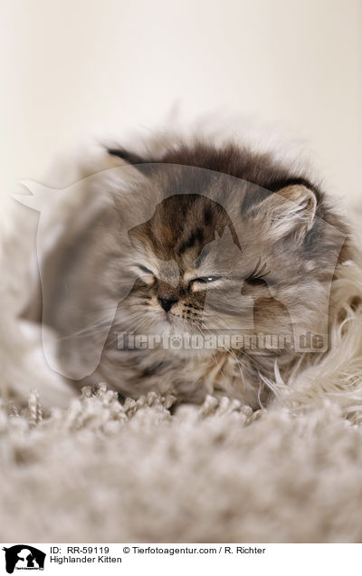 Highlander Kitten / RR-59119