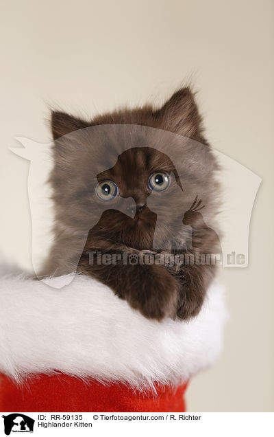 Highlander Kitten / RR-59135