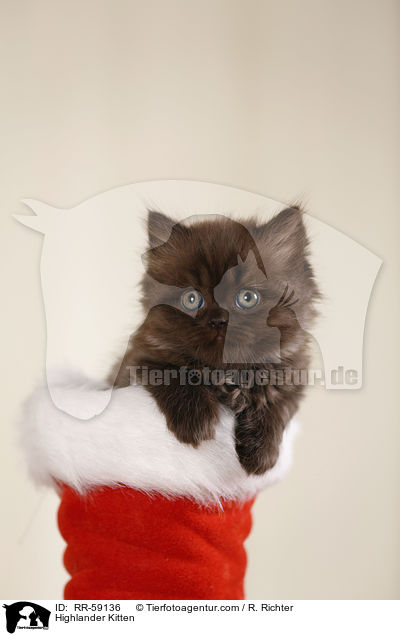 Highlander Ktzchen / Highlander Kitten / RR-59136