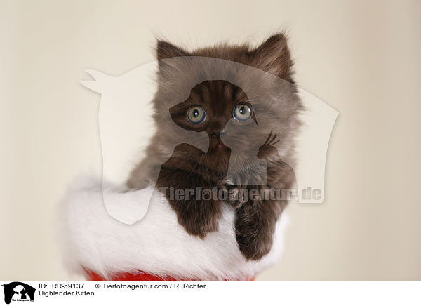 Highlander Kitten / RR-59137