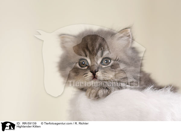 Highlander Kitten / RR-59139