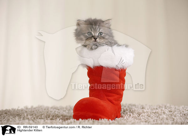 Highlander Kitten / RR-59140