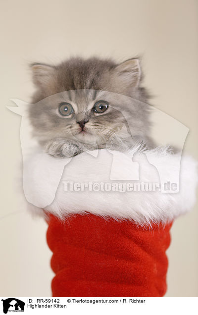 Highlander Kitten / RR-59142