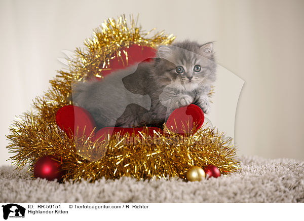Highlander Kitten / RR-59151