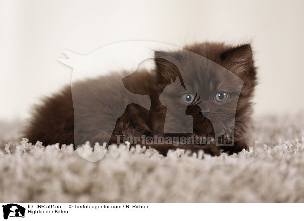 Highlander Kitten / RR-59155
