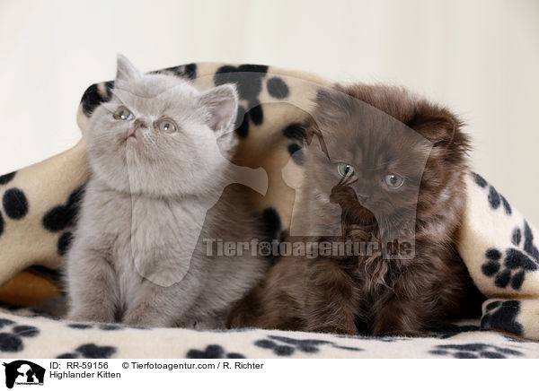 Highlander Kitten / RR-59156