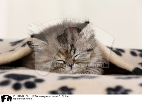 Highlander Kitten / RR-59160