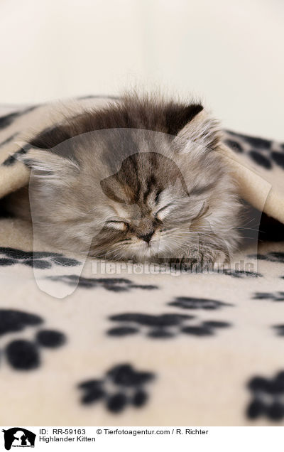 Highlander Ktzchen / Highlander Kitten / RR-59163
