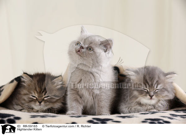 Highlander Kitten / RR-59165